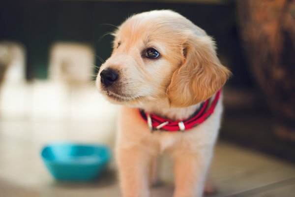 How to Implement a Routine for a High-Need Puppy?